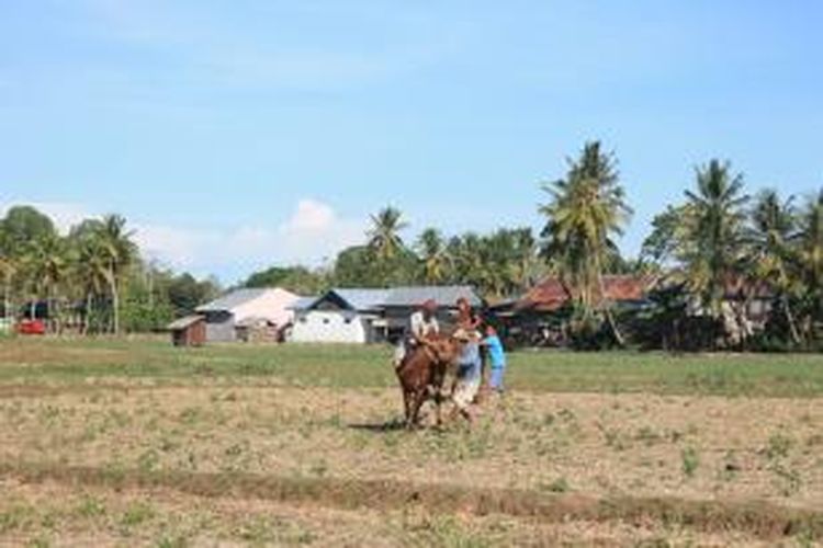 Peserta tengah bersiap memacu kudanya di hamparan persawahan Kabupaten Bone, Sulawesi Selatan sebagai rangkaian tradisi pesta panen para petani. Sabtu, (22/11/2014).