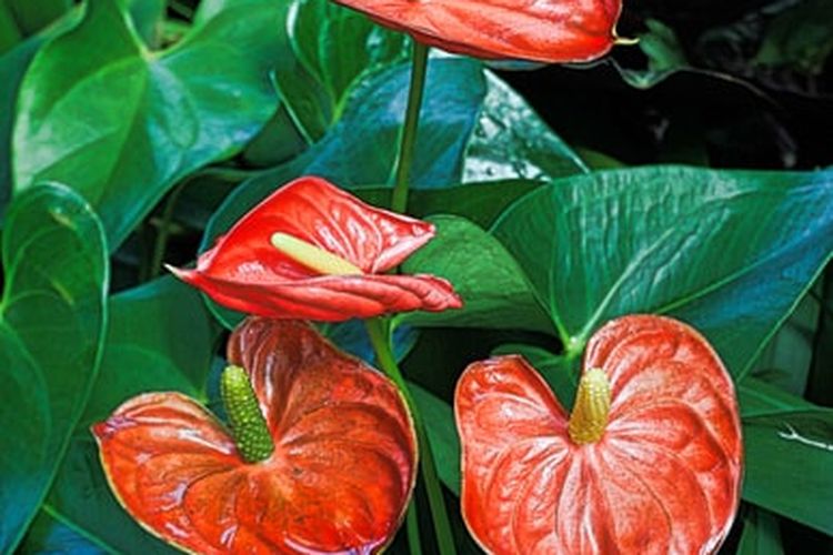 Ilustrasi tanaman anthurium