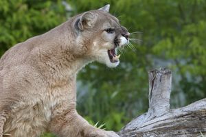 Pendakian Berujung Maut, Perempuan Tewas Diduga Diserang Singa Gunung