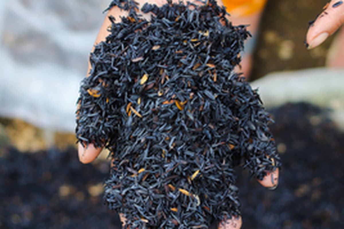 Ilustrasi media tanam dari sekam bakar