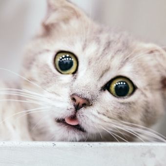 Ilustrasi kucing bermata besar