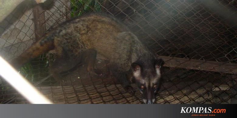 Luwak Dieksploitasi Demi Secangkir Kopi Halaman All Kompas Com