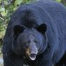 Beruang Kehausan Bobol Mobil di Kanada, Tenggak 69 Kaleng Soda