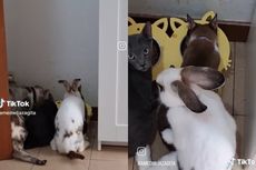 Beredar Video Kelinci dan Kucing Kawin, Bisakah Hewan Beda Spesies Kawin?