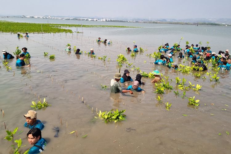 Para peserta menanam bibit mangrove di Kecamatan Tugu, Kota Semarang, Jawa Tengah, Rabu (24/7/2024). Kegiatan tersebut merupakan bagian dari peringatan Hari Mangrove Sedunia yang digelar oleh Bakti Lingkungan Djarum Foundation (BLDF). 