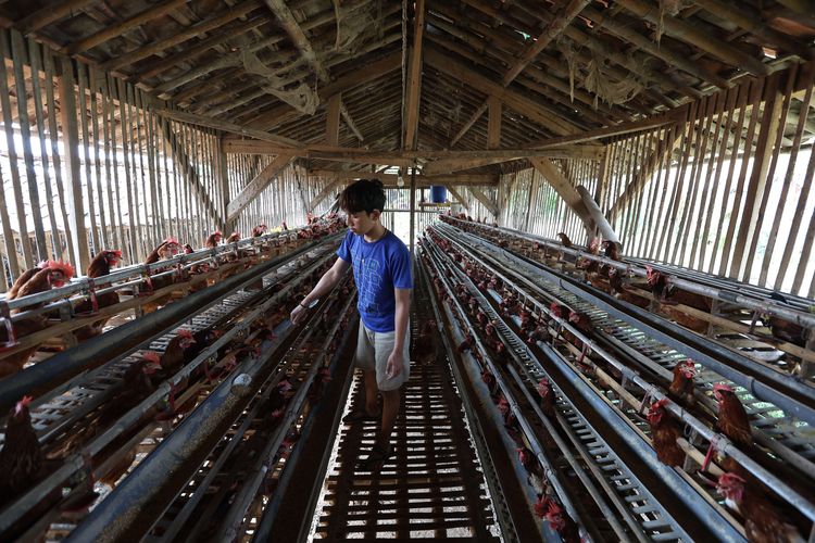 Peternak memberi pakan ayam di peternakan ayam petelur di kawasan Cibinong, Kabupaten Bogor, Selasa (23/8/2022). Dalam dua pekan ini harga telur terus mengalami kenaikan harga. Ditingkat peternak harga telur dijual Rp 28.500 per kilogram. Sedangkan di pedagang harga telur mencapai Rp 31.000 per kilogram.