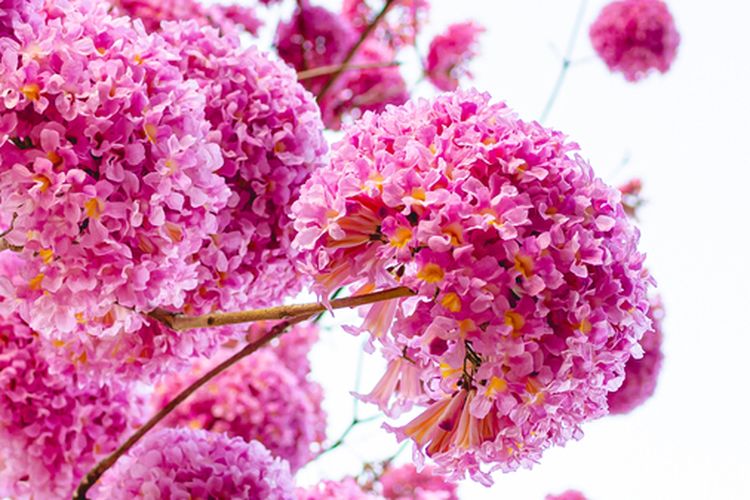 Ilustrasi tanaman bunga Tabebuya. 