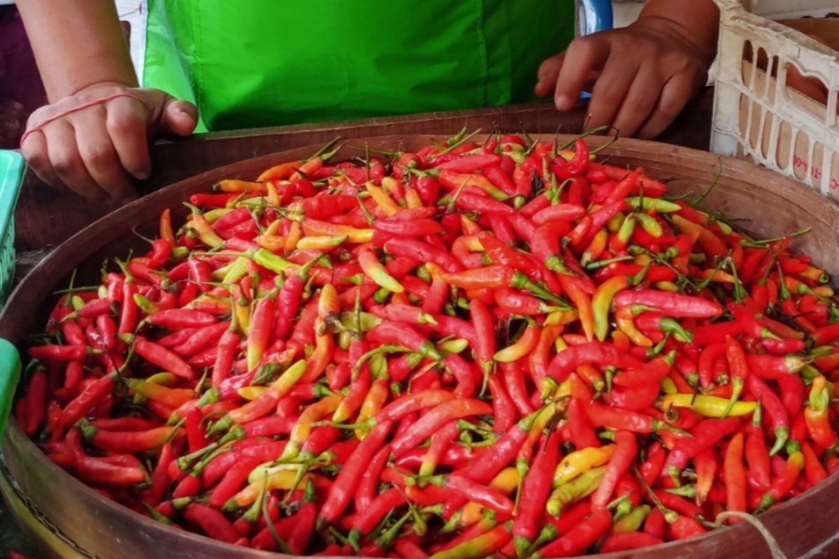BPS Catat Kenaikan Harga Telur, Ayam, dan Cabai di Sejumlah Daerah