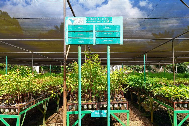 Area Shade House di Taman Keanekaragaman Hayati (Kehati) Sawerigading Wallacea milik PT Vale Indonesia. Taman ini sendiri berfungsi sebagai laboratorium hidup yang mengintegrasikan konservasi, edukasi, dan rekreasi.