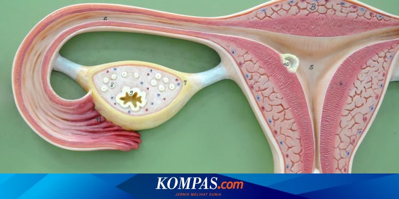 Siklus Perjalanan Sel Telur Sebelum Dibuahi