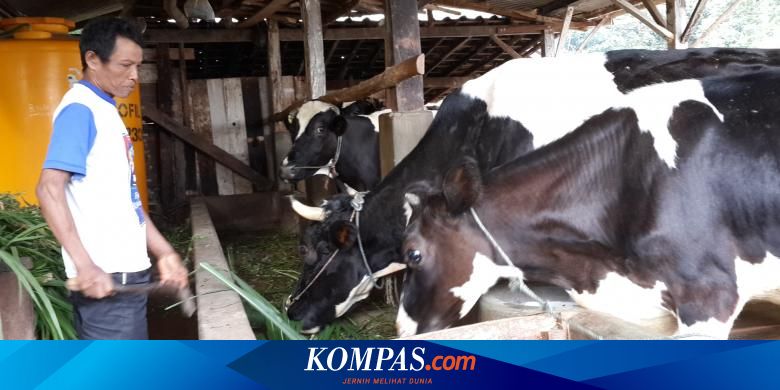 Harga Jual Sapi Di Kabupaten Semarang Anjlok Apa Sebabnya