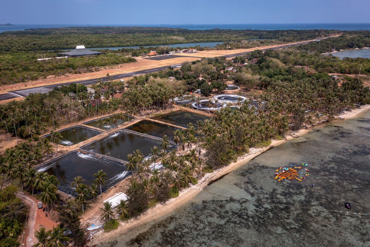 Potret pantai di Karimunjawa yang terletak dekat area tambak udang tertutup lumpur dan lumut liar, Selasa (19/9/2023).