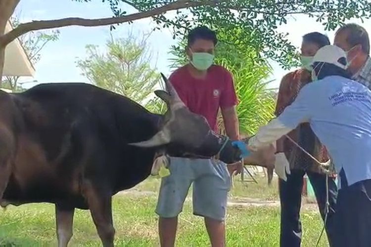 Dinas Pertanian dan Peternakan Kabupaten Luwu, Sulawesi Selatan memeriksa hewan kurban jenis Sapi. Hewan kurban jenis Sapi di Luwu dinyatakan sehat dan aman untuk dikonsumsi, Selasa (27/6/2023)