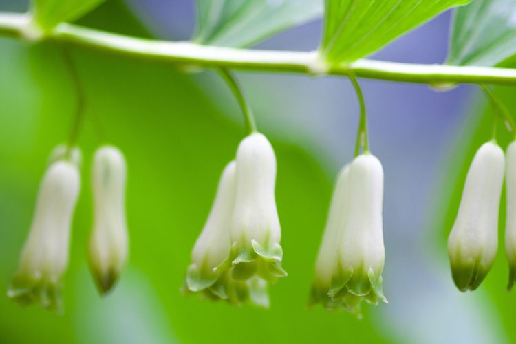 Ilustrasi bunga segel solomon atau Polygonatum biflorum. 