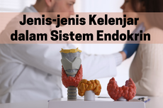 Jenis-jenis Kelenjar dalam Sistem Endokrin 