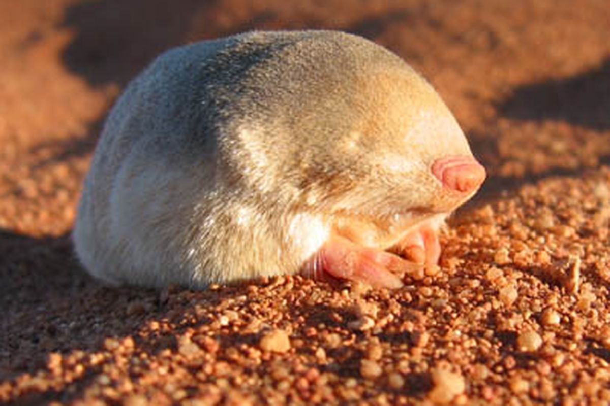 Namib Desert Golden Mole