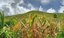 Pinsar: Jagung Lokal Penuhi Kebutuhan Utama Pakan Ayam Petelur Nasional