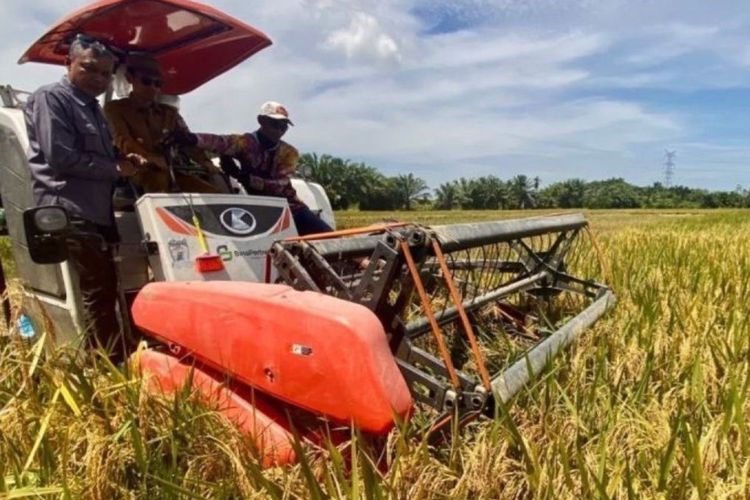 Sawah Aceh Barat Kembali Produktif, Panen Tembus 7 Ton Per Hektar