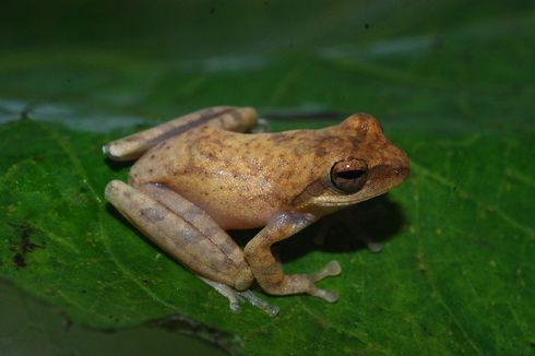 LIPI Temukan Spesies Baru Katak Pucat dari Garut, Status Terancam Kritis