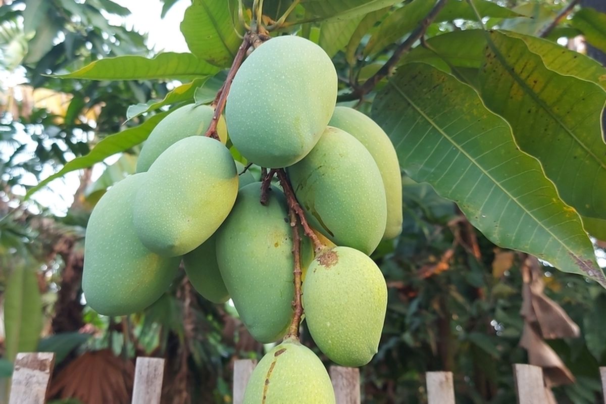 Ilustrasi mangga harum manis, pohon mangga harum manis, tanaman mangga harum manis. 