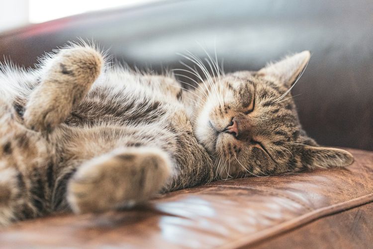 Posisi Tidur Kucing Bisa Ungkap Mood dan Rasa Nyaman