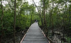 Wisata Mangrove Jambi Diapresiasi, Serap Karbon 6 Kali Lipat Tanaman Biasa