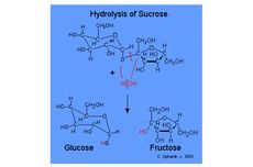 Apa itu Enzim Sukrase?