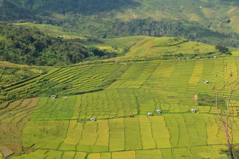 Indonesia Starts Development of Food Estate Program in Central Kalimantan