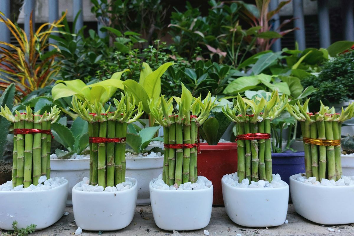 5 Tanaman Hias Pembawa Keberuntungan Menurut Feng Shui dan Tips Perawatannya