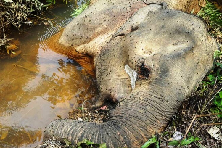 Bangkai gajah Sumatera, di 2017 ini, sudah tiga hewan dilindungi karena keberadaannya di ambang punah ini yang ditemukan tewas, Kamis (26/10/2017).