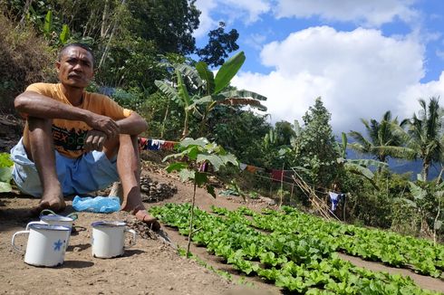 Awalnya Tinggal di Kebun karena Takut Covid-19, Nikolaus Tanam Sayur dan Kini Berpenghasilan Belasan Juta Rupiah