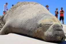 Kerumunan Turis di Pantai, Ganggu Istirahat Gajah Laut