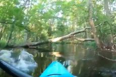 Video Viral Perlihatkan Detik-detik Pria Disundul Alligator Saat Mendayung