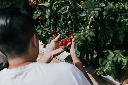 Manfaat dan Cara Memangkas Tanaman Tomat