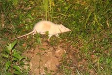 Tikus Raksasa Berbisa di Kutai Timur Diyakini Bukan 