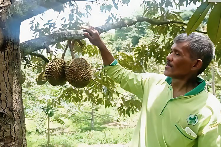 Sambung Pucuk Hasilkan Durian Berkualitas, Plangkrongan Magetan Menuju Desa Agropolitan