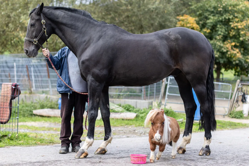 Kuda Poni Setinggi 50 Cm Bersiap Raih Rekor Kuda Terkecil di Dunia