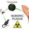 Wabah Bubonic, Wabah Apakah Itu?