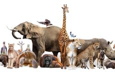 Berapa Banyak Spesies Hewan yang Punah Akibat Ulah Manusia?