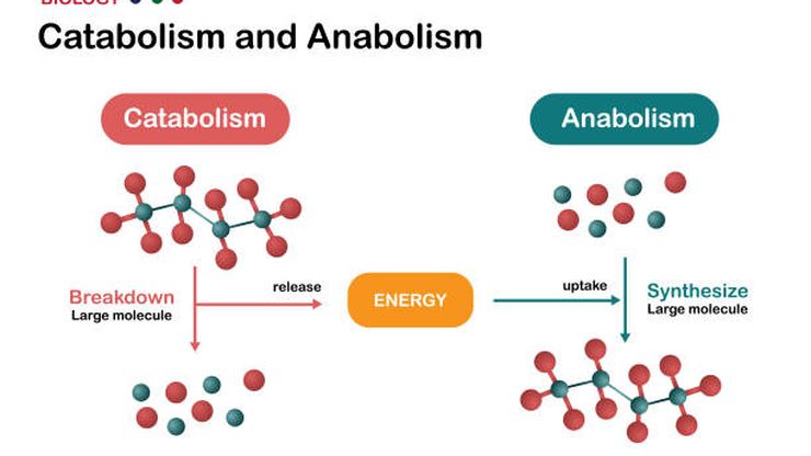 Anabolisme: Proses Penting dalam Kehidupan Organisme