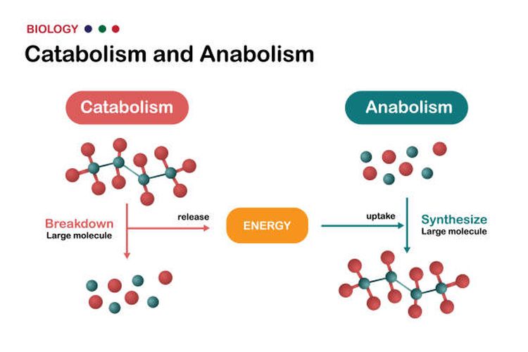 Foto : Apa Yang Dimaksud Dengan Anabolisme? Berikut Pengertian Dan ...