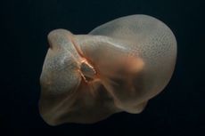 Video Langka Tampilkan Ubur-ubur Misterius yang Mirip Kantong Plastik