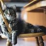 2 Kucing Positif Covid-19, Bisakah Hewan Piaraan Tularkan Virus?