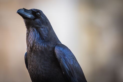 Studi: Burung Gagak Bisa Menghitung dengan Suara Keras
