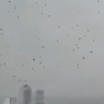 Fenomena Ribuan Gagak Berputar-putar di Langit Tel Aviv, Pertanda Apa?
