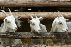 Satu Jaksa Hulu Sungai Utara Kalsel Tabrak Petugas KPK dan Kabur Saat OTT