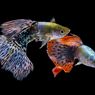 5 Alasan Ikan Guppy Peliharaan yang Sempurna, Pemula Wajib Tahu