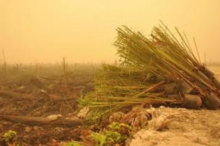 Bibit sawit diletakkan di dekat lahan bekas kebakaran hutan di Nyaru Menteng, 28 kilometer dari Palangkaraya, Kalimantan Tengah.