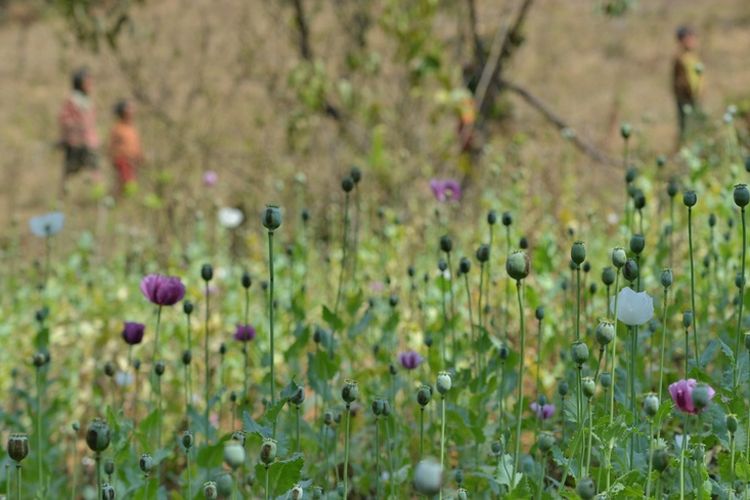 Ladang opium yang terletak di Pekon, selatan Shan di Myanmar.