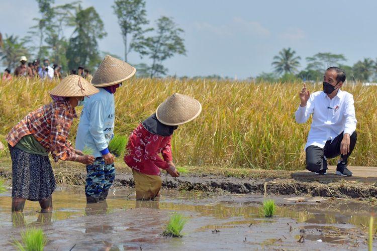 Presiden Jokowi meninjau lokasi tanam dan panen di desa Kanigoro, Kec Tumpang, Kab Malang. Kamis (29/4/2021).